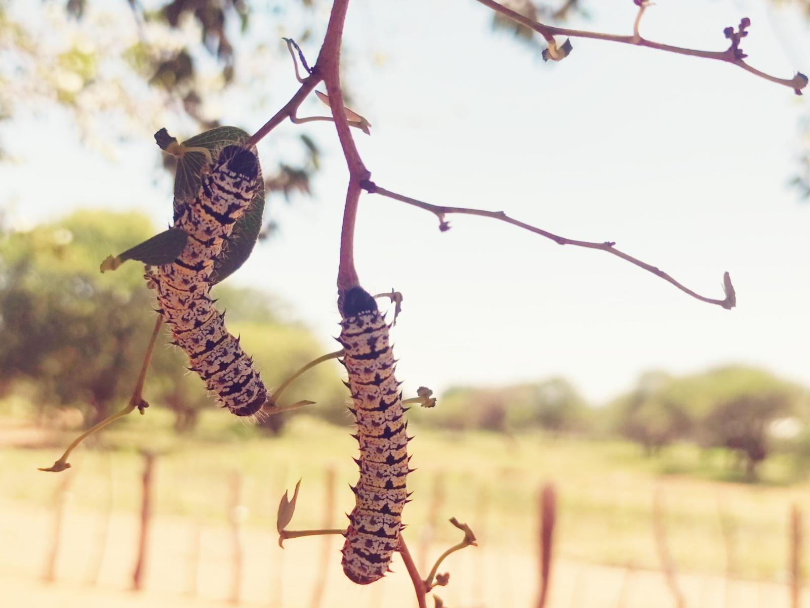 The Mophane worm’s lament